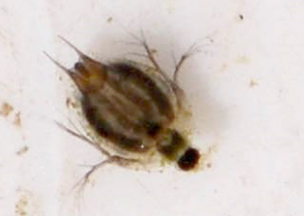 Scapholeberis sp. (Scapholeberis sp.)