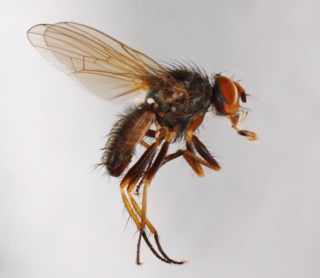 Pegomya cunicularia (Pegomya cunicularia)