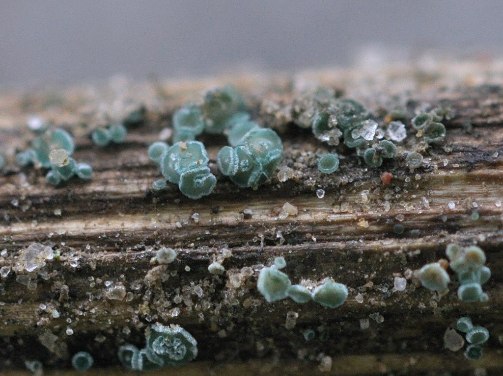 Urte-Grønskive (Chlorociboria aeruginella)