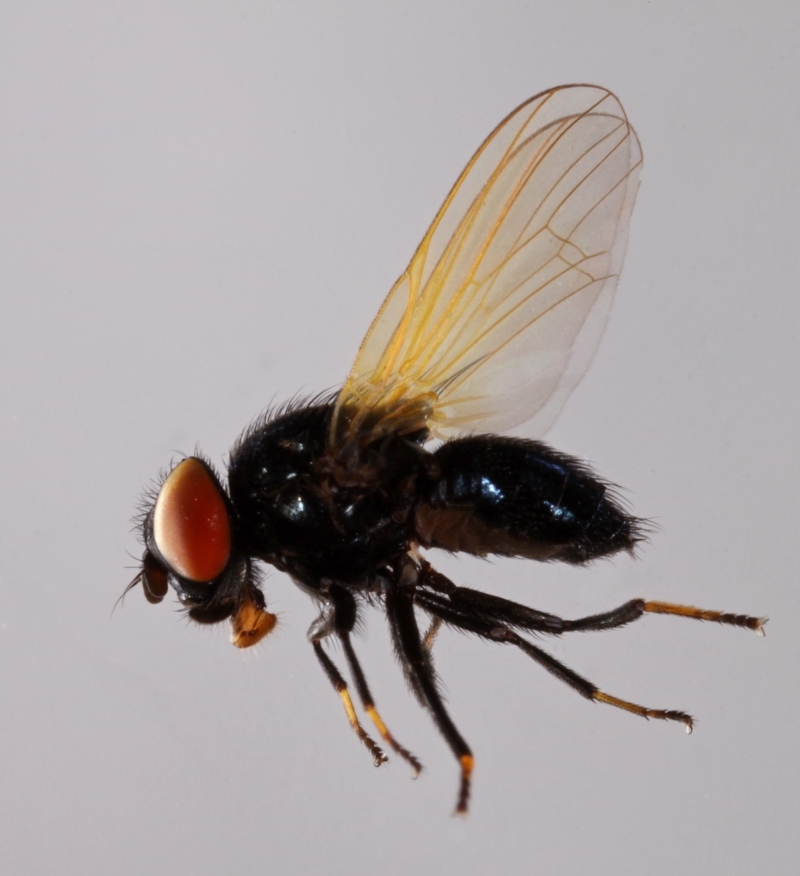 Earomyia netherlandica (Earomyia netherlandica)