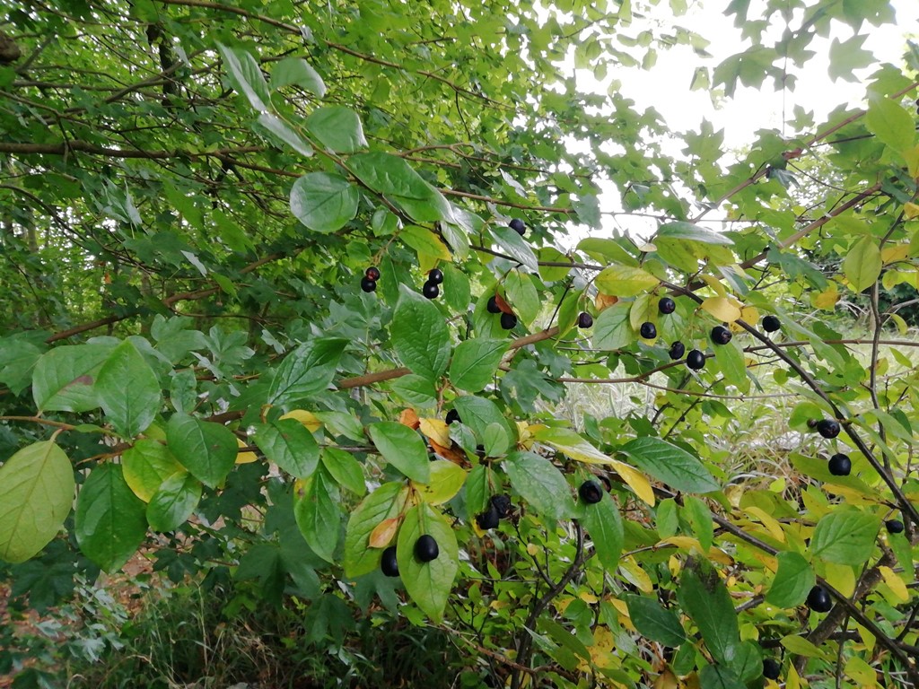 Lysbladet Dværgmispel (Cotoneaster laetevirens)