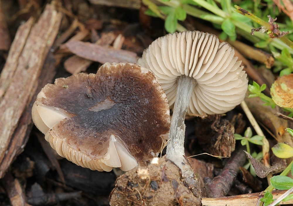 Blåfodet Skærmhat (Pluteus cyanopus)