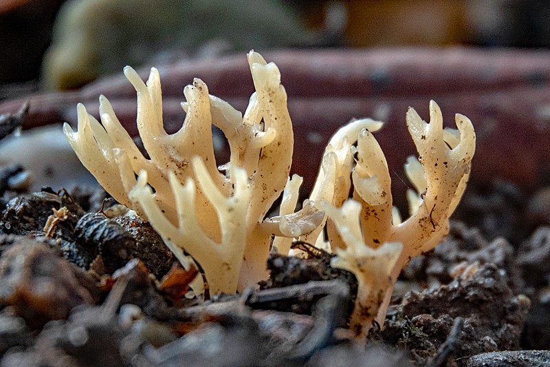 Gylden Køllesvamp (Ramariopsis crocea)