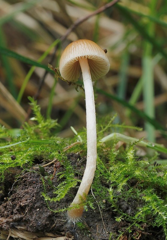 Psathyrella obtusata (Psathyrella obtusata)