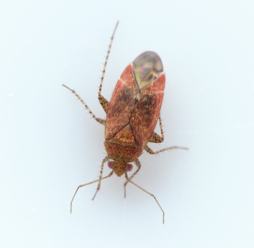 Plettet Løvtrætæge (Psallus albicinctus)