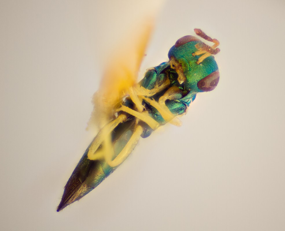 Mesopolobus fasciiventris (Mesopolobus fasciiventris)