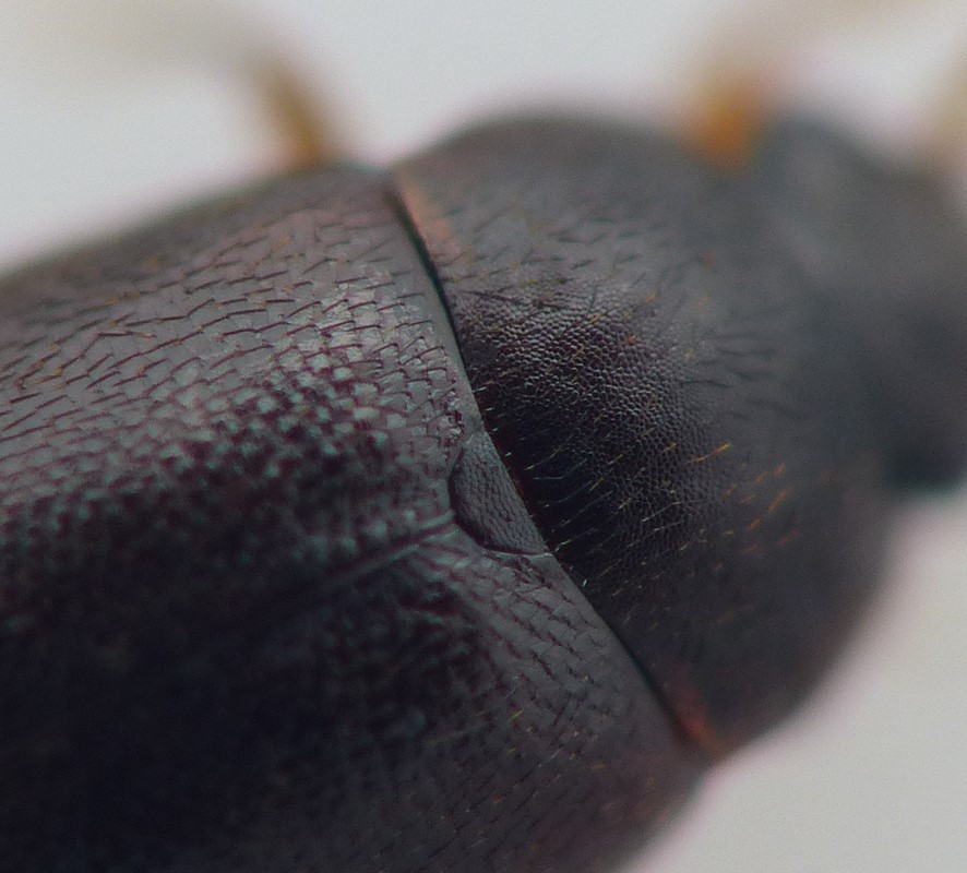 Proteinus laevigatus (Proteinus laevigatus)