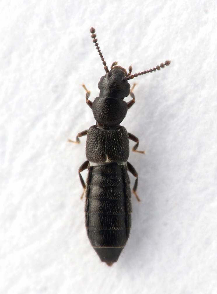 Carpelimus punctatellus (Carpelimus punctatellus)