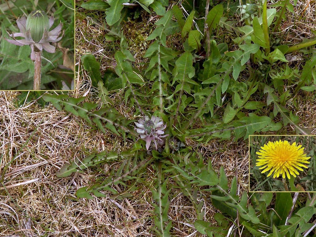 Lilla Vejmælkebøtte (Taraxacum floccosum)