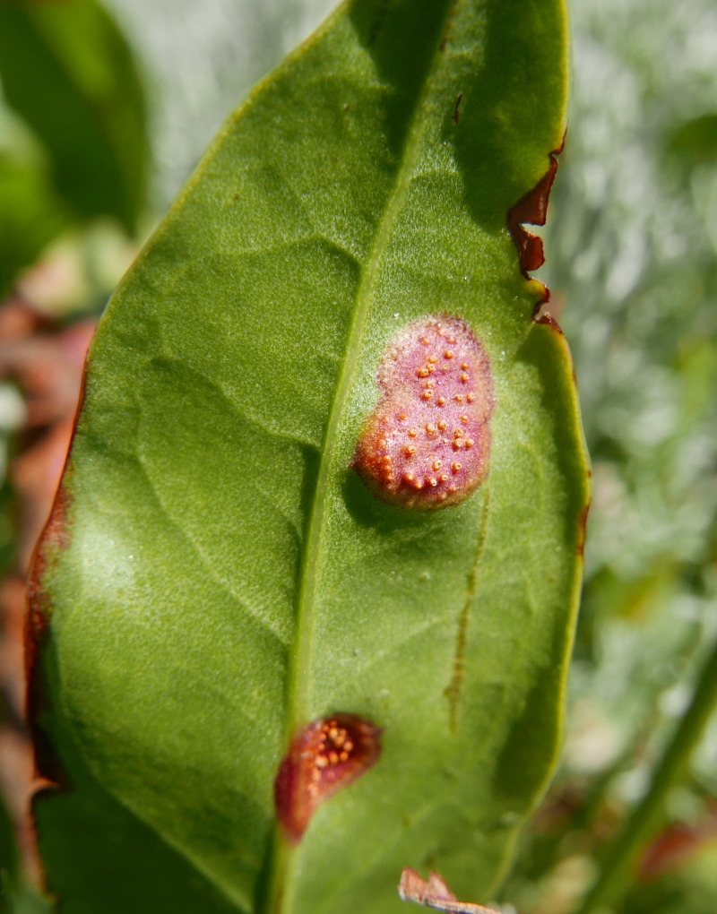 Hindebægerrust (Uromyces limonii)