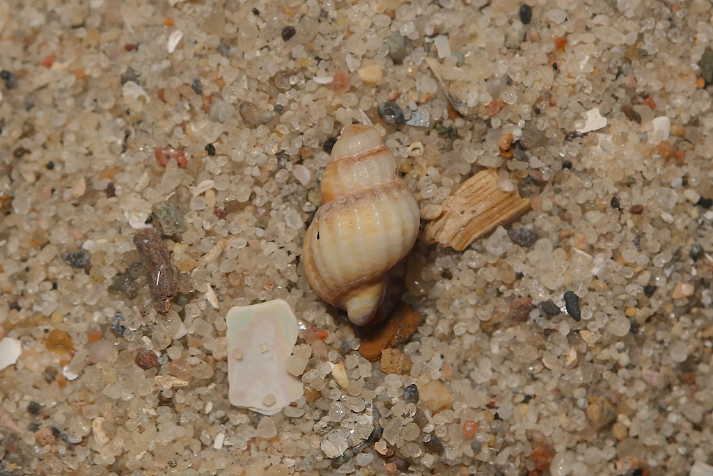 Kegleformet Dværgkonk (Tritia varicosa)