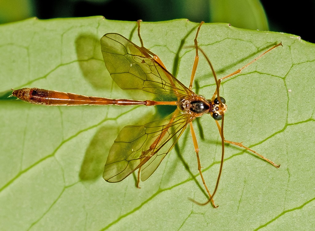 Enicospilus combustus (Enicospilus combustus)