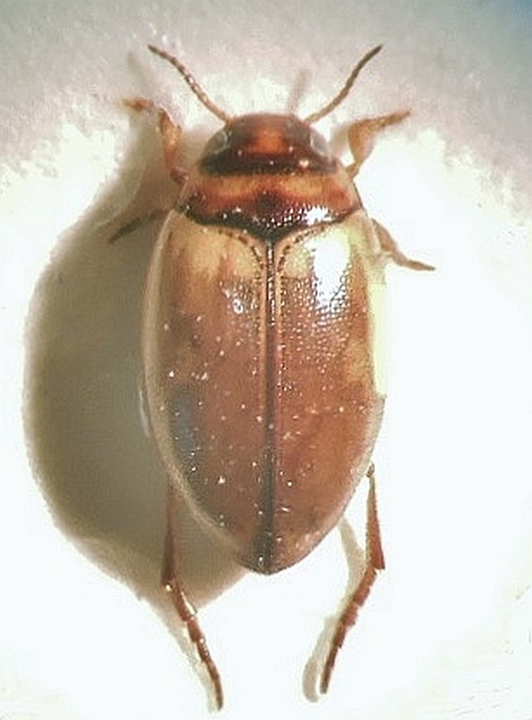 Hygrotus marklini (Hygrotus marklini)