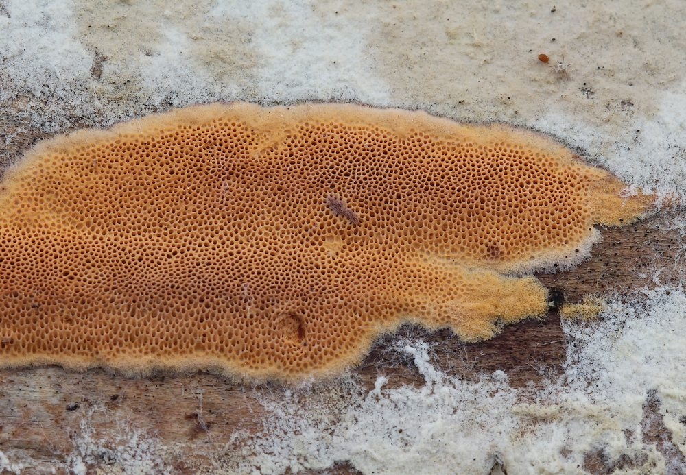 Orange Okkerporesvamp (Hapalopilus ochraceolateritius)