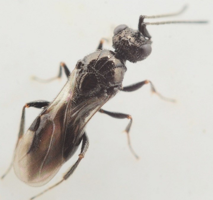 Megaspilus dux (Megaspilus dux)