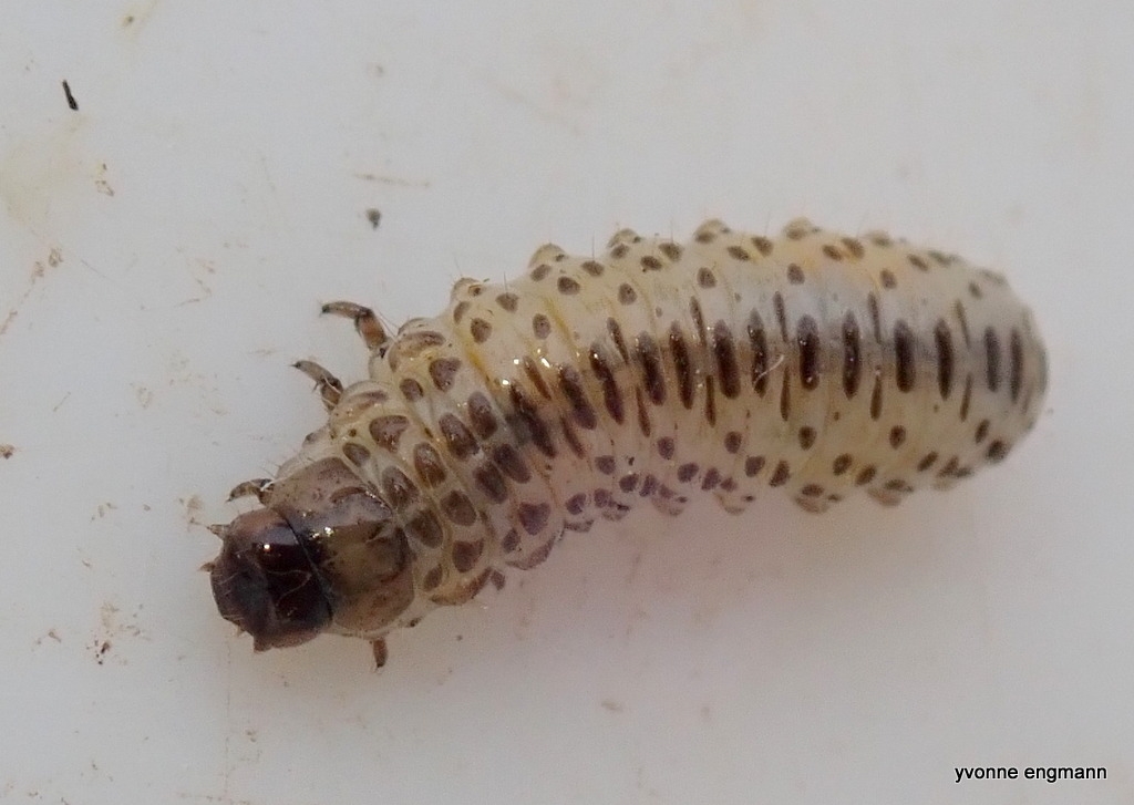 Bille ubest. (Coleoptera indet.)