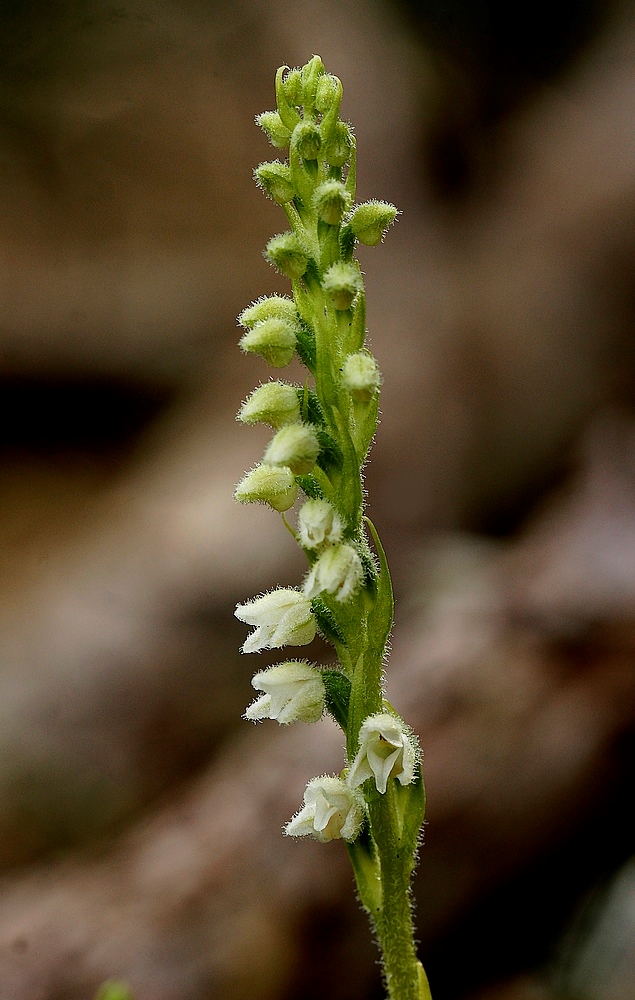 Knærod (Goodyera repens)