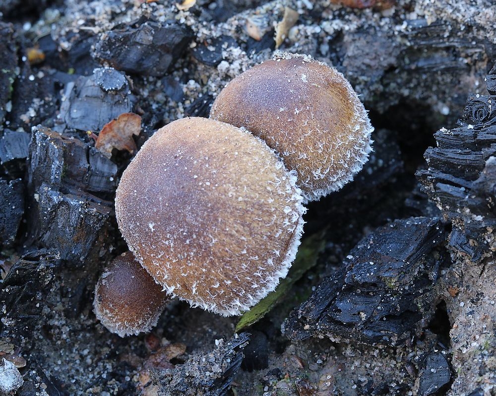 Kul-Mørkhat (Psathyrella pennata)