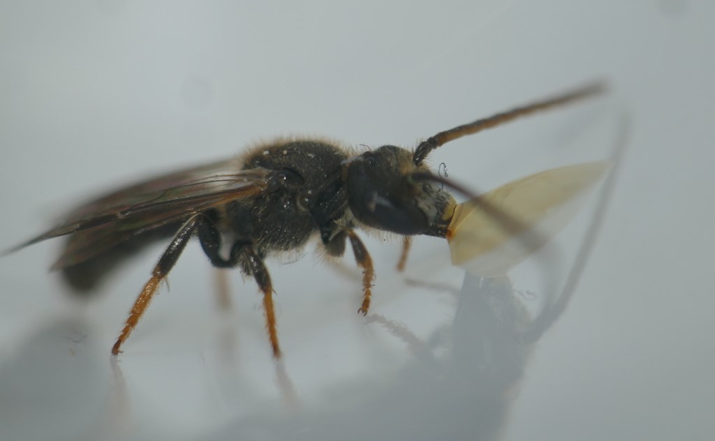Skovsmalbi (Lasioglossum rufitarse)