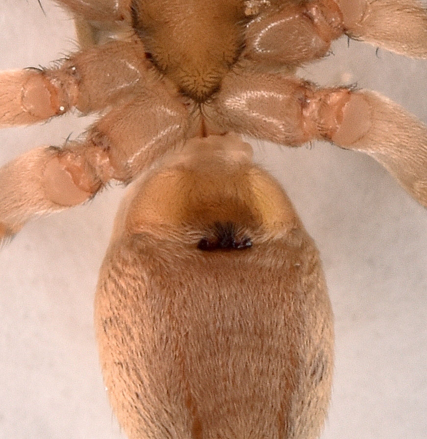 Clubiona stagnatilis (Clubiona stagnatilis)