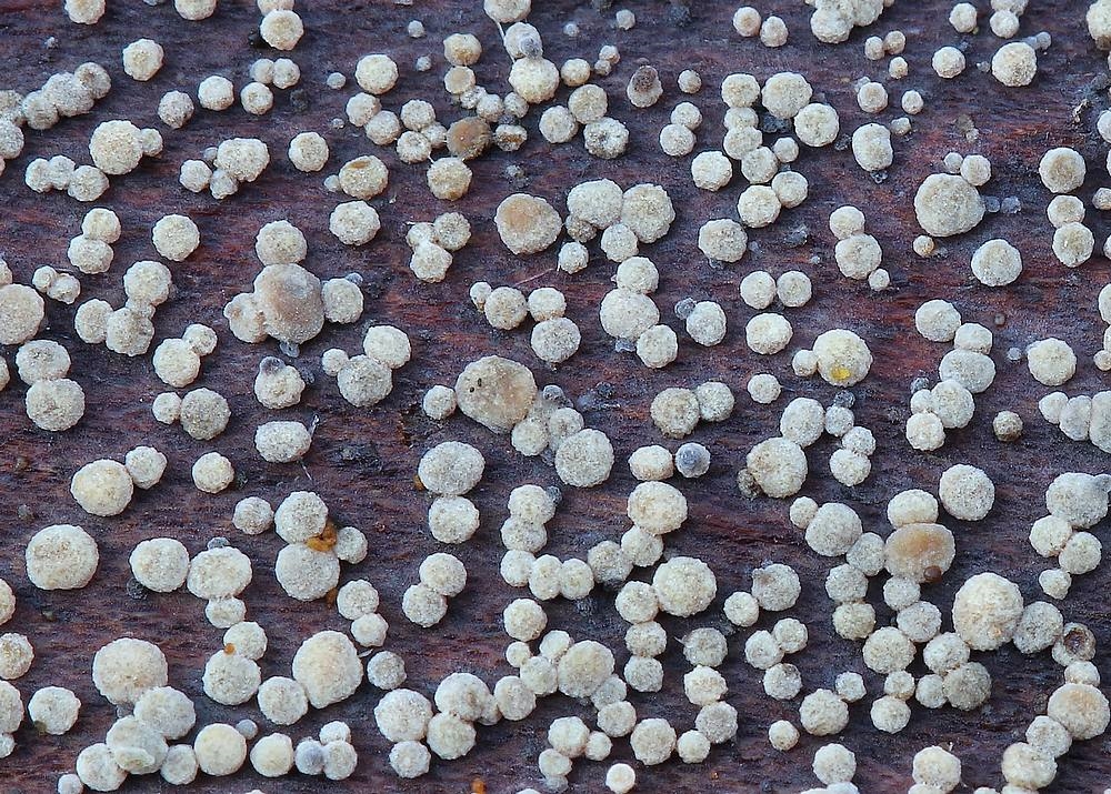 Kanel-Klyngeskive (Pezicula cinnamomea)