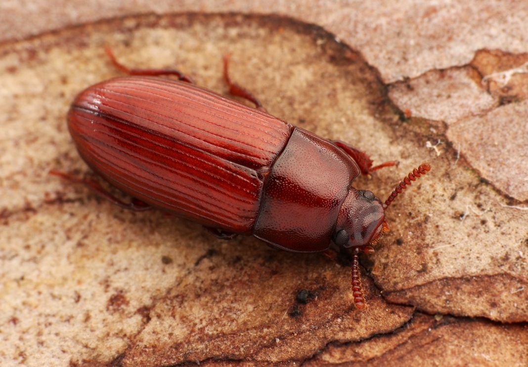 Uloma rufa (Uloma rufa)