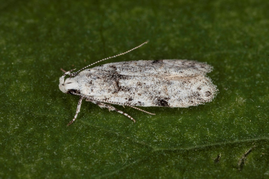 Carpatolechia alburnella (Carpatolechia alburnella)