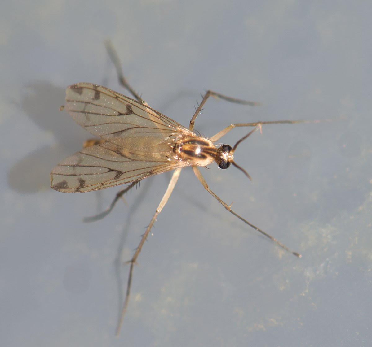 Leia winthemii (Leia winthemii)