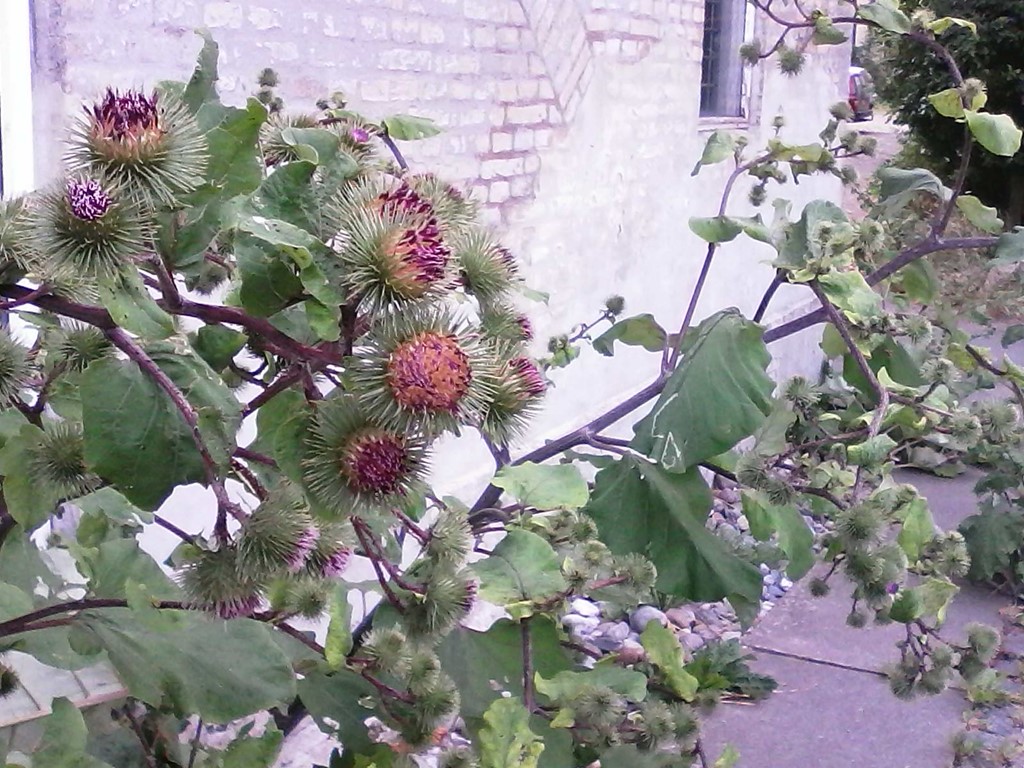 Arctium lappa x nemorosum (Arctium lappa x nemorosum)