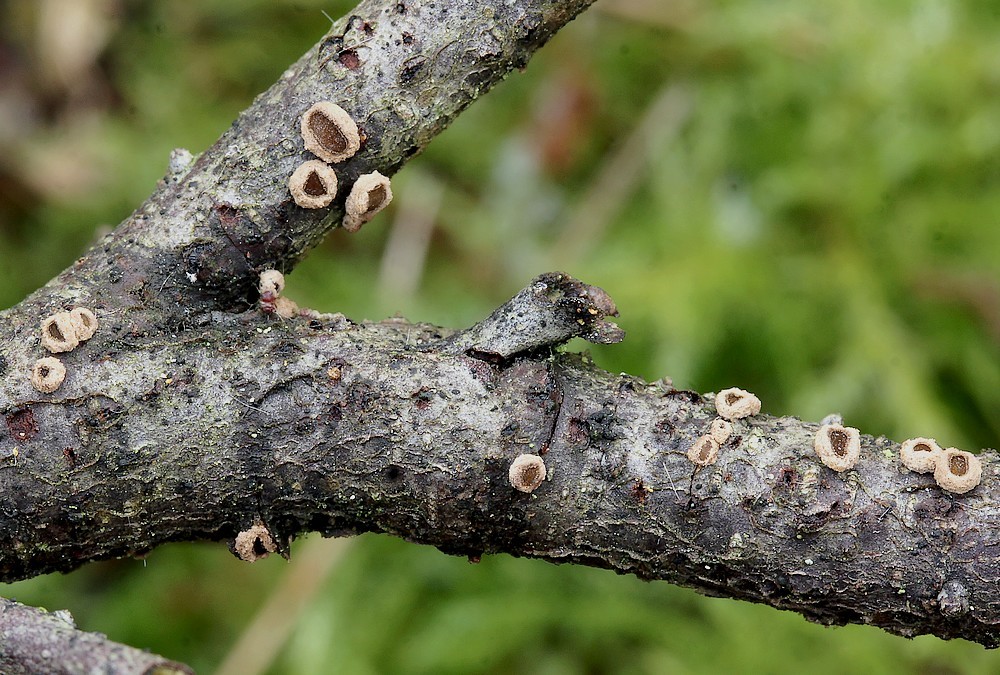 Filtskive (Velutarina rufo-olivacea)