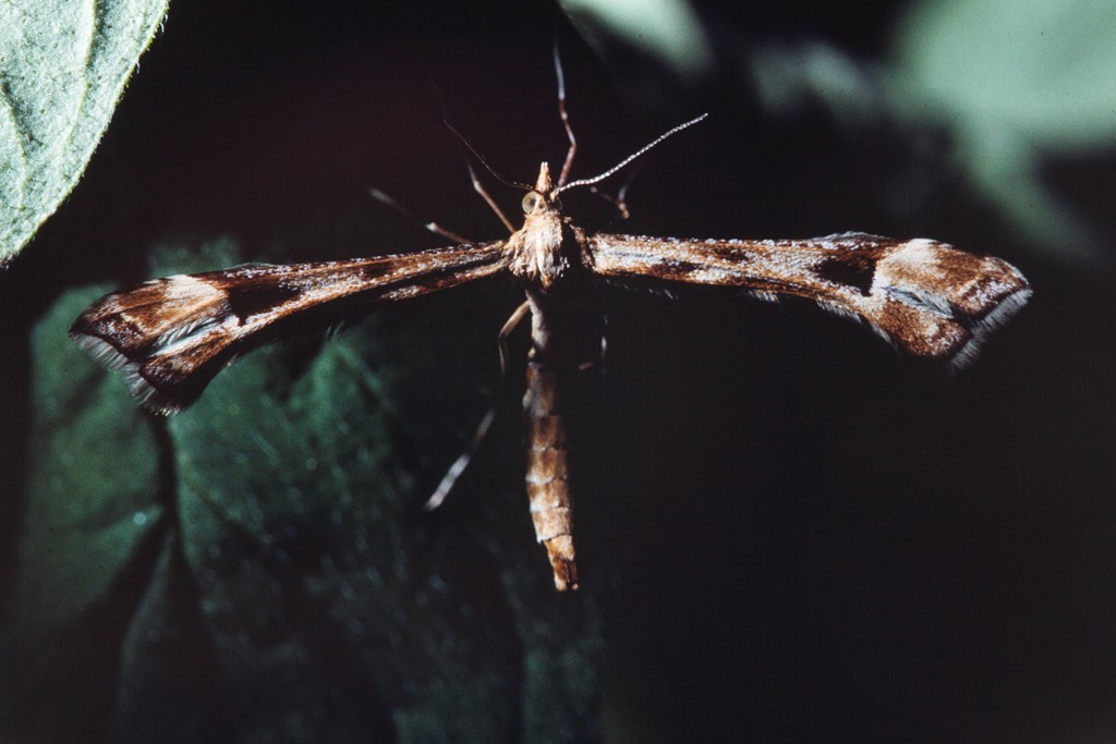 Gyldenrisfjermøl (Platyptilia calodactyla)
