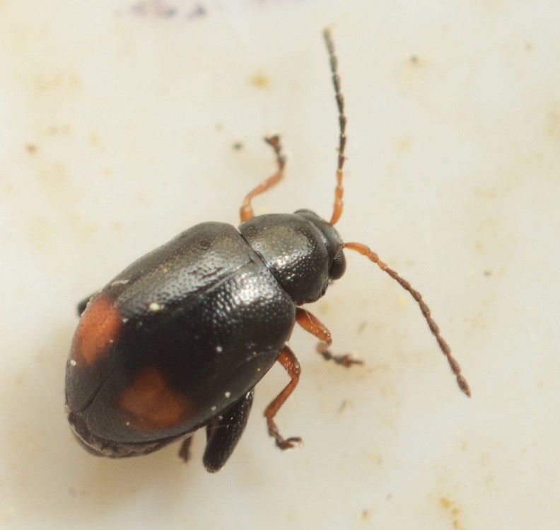 Longitarsus holsaticus (Longitarsus holsaticus)
