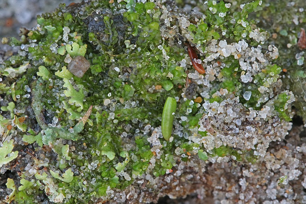 Tandet Foldbæger (Lophozia excisa)