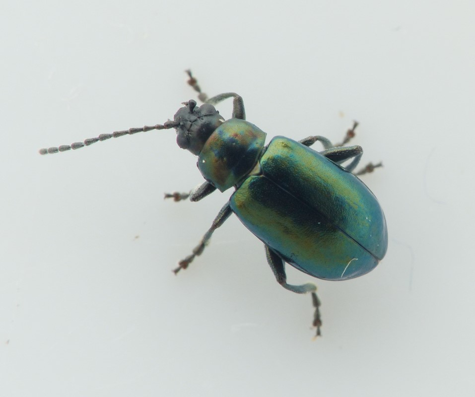 Altica brevicollis (Altica brevicollis) Naturbasen