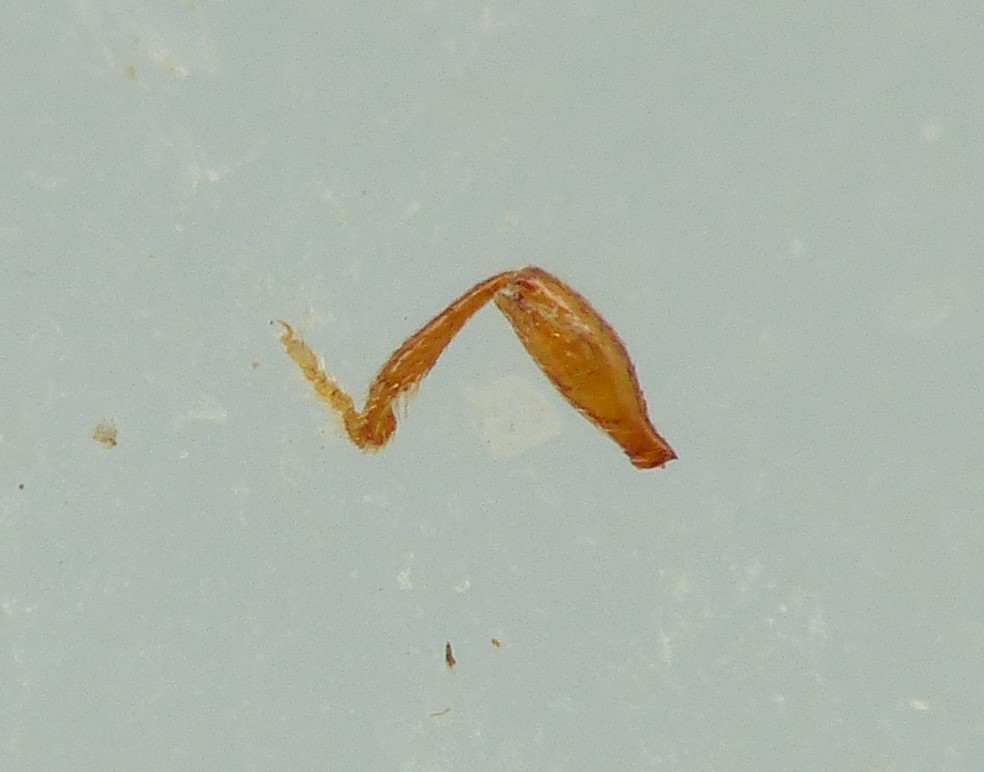 Cephennium thoracicum (Cephennium thoracicum)