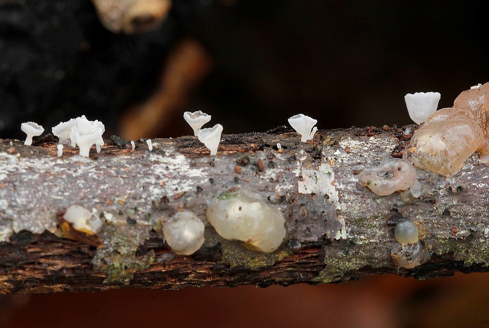 Calyptella cernua (Calyptella cernua)