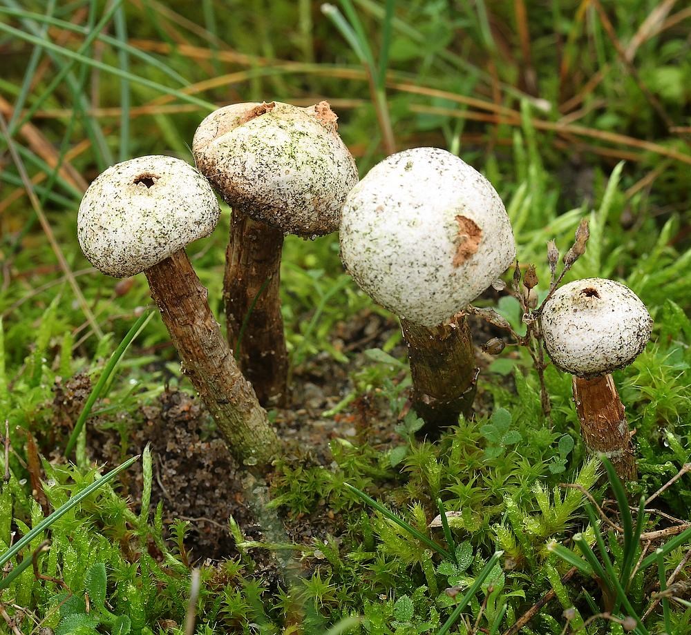 Frynset Stilkbovist (Tulostoma fimbriatum)