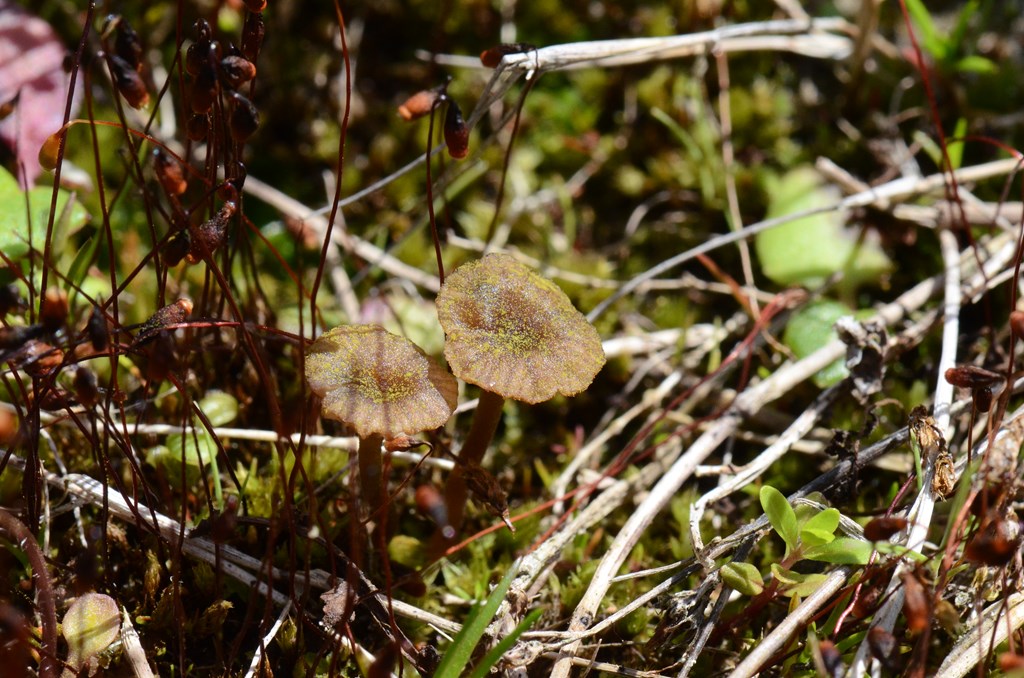 Dyster Fontænehat (Arrhenia rustica)