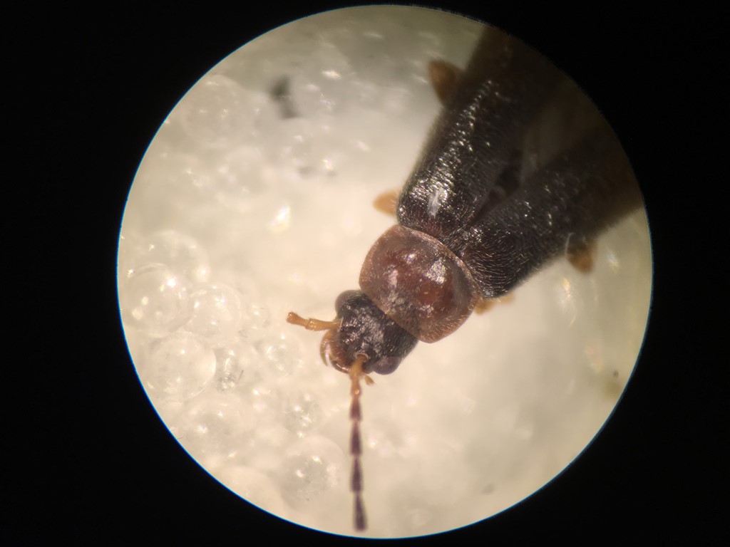 Rhagonycha atra (Rhagonycha atra)