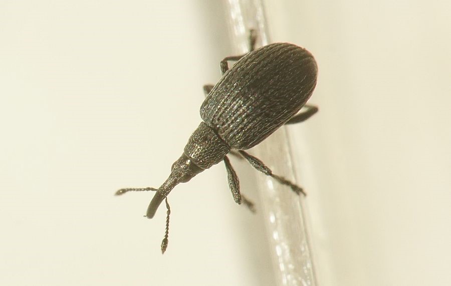 Apion loti (Apion loti)