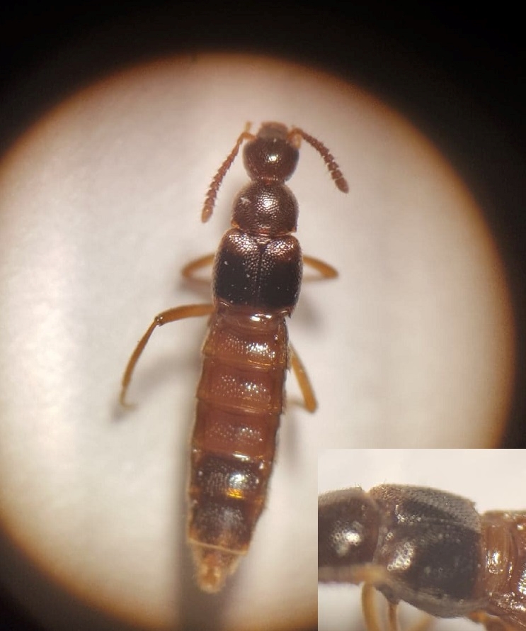 Bolitochara mulsanti (Bolitochara mulsanti)