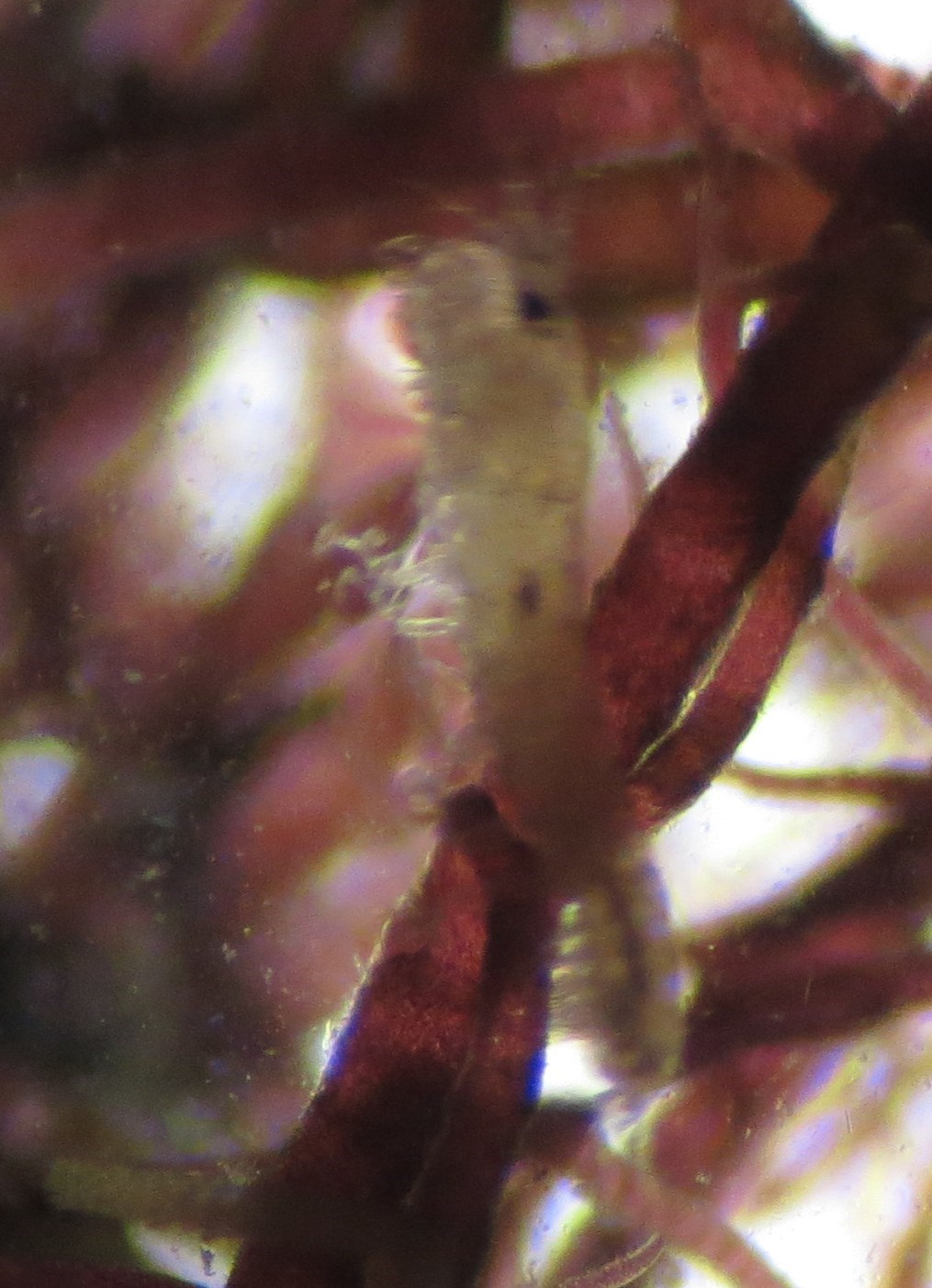 Klotanglus sp.