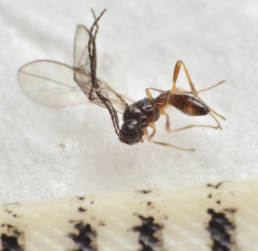 Synaldis distracta (Synaldis distracta)