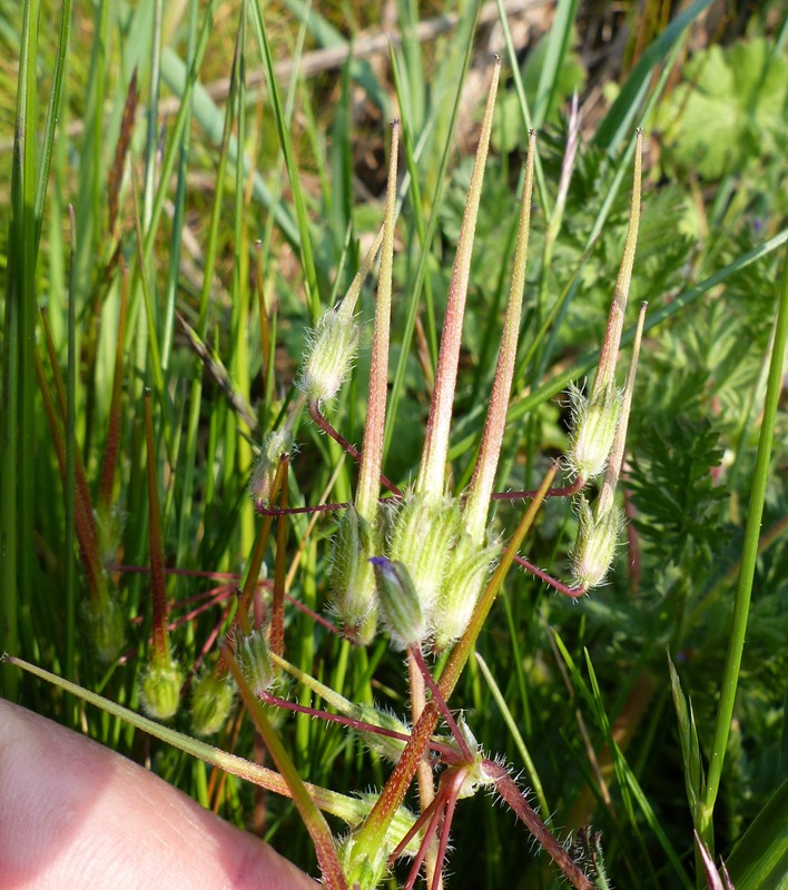Storfrugtet Hejrenæb (Erodium ciconium)