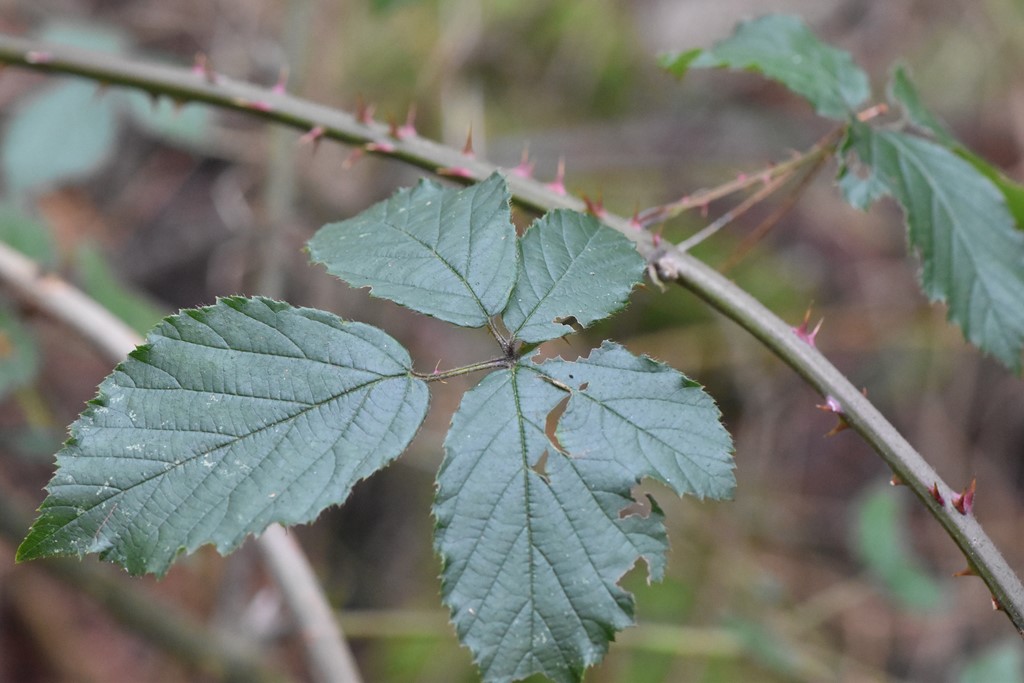 Dansk Brombær (Rubus leptothyrsos)