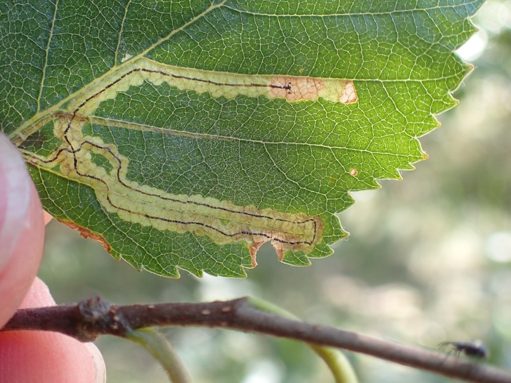Stigmella confusella (Stigmella confusella)