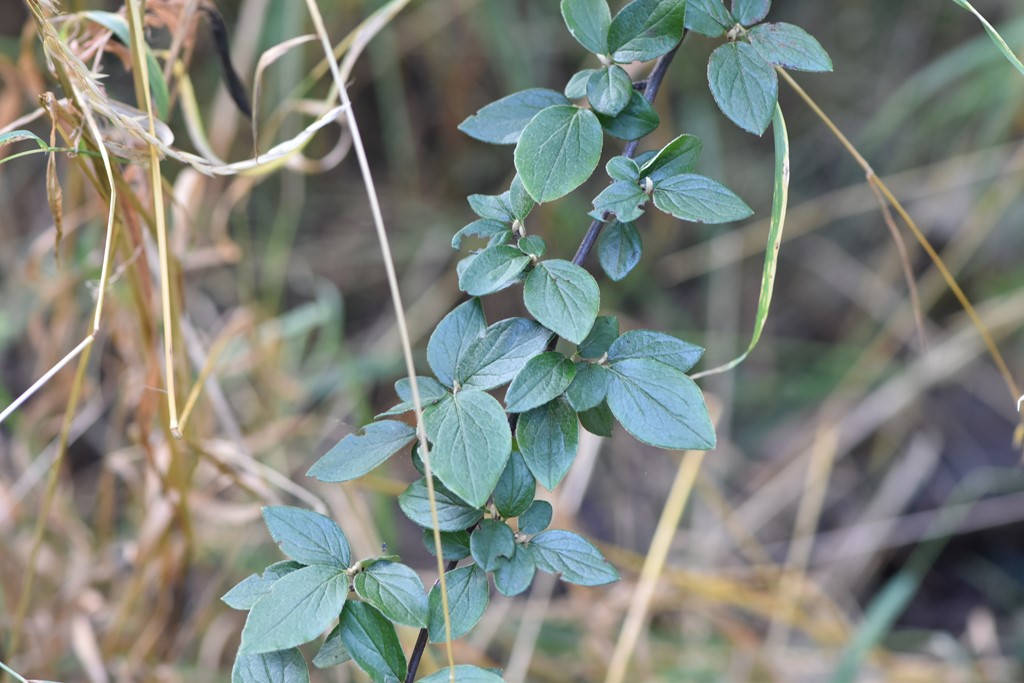 Cotoneaster fruticosus (Cotoneaster fruticosus)