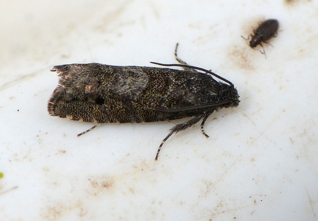 Pammene agnotana (Pammene agnotana)