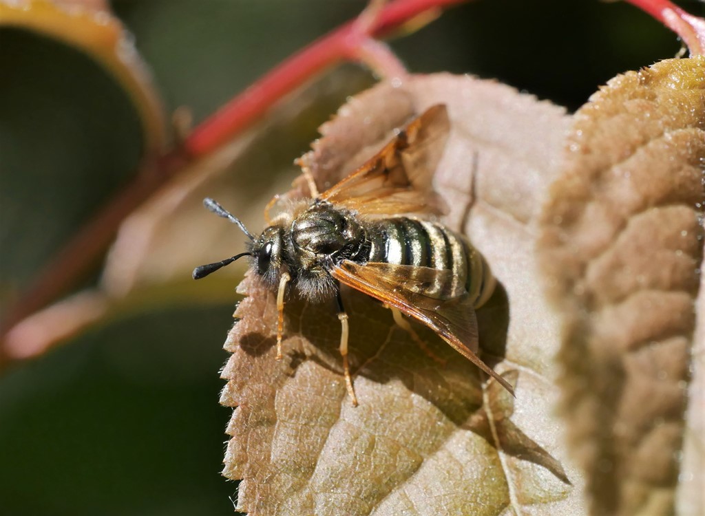 Abia lonicerae