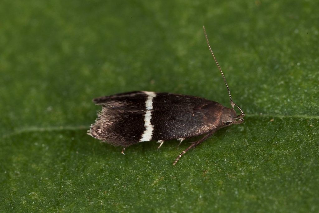 Syncopacma taeniolella (Syncopacma taeniolella)